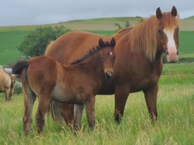 Whiskey Up Sedna JW <BR>AQHA 6378128